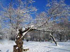 冬庭雪,银装素裹的静谧诗篇